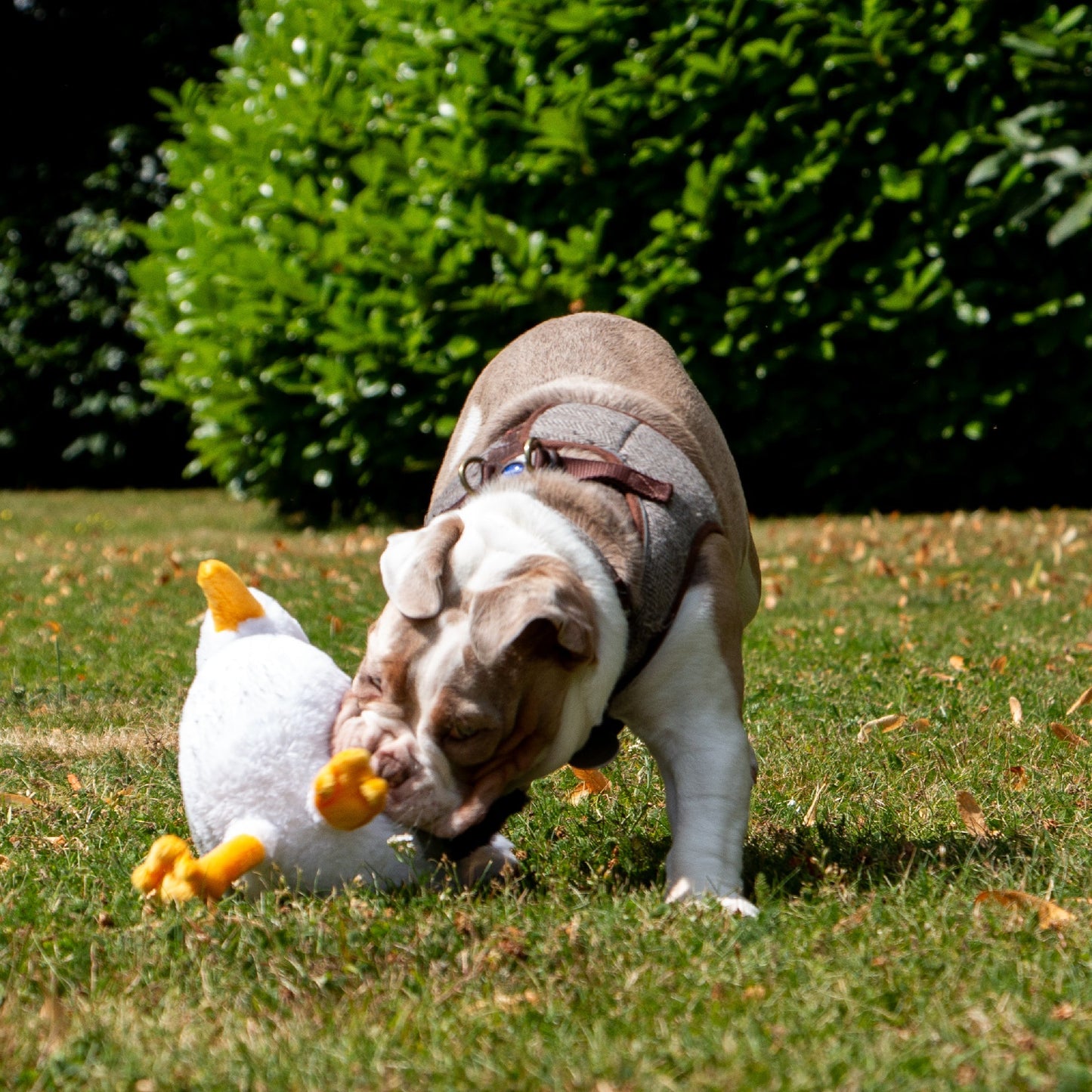 Ancol Seagull-Pettitt and Boo