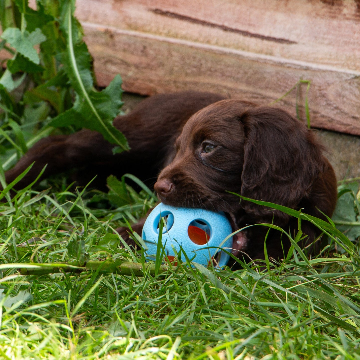 Ancol Small Bite Flashing Ball-Pettitt and Boo