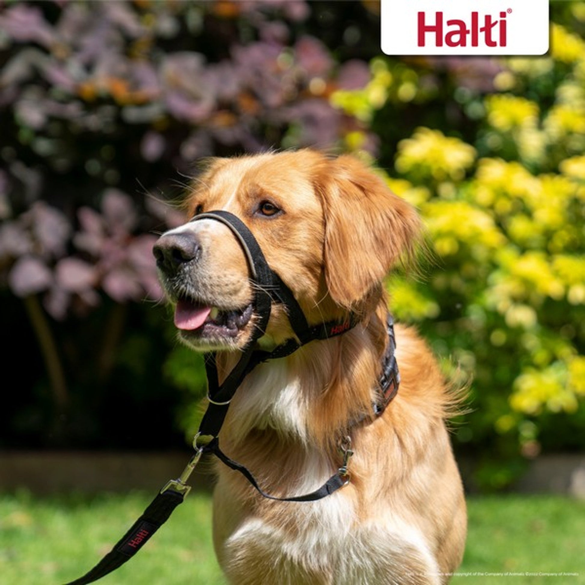 Company Of Animals Halti Head Collar - Asst Sizes-Pettitt and Boo