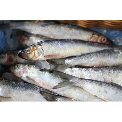 DAF Frozen Herring 1kg-Pettitt and Boo