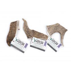 Fallow Deer Antler-Pettitt and Boo