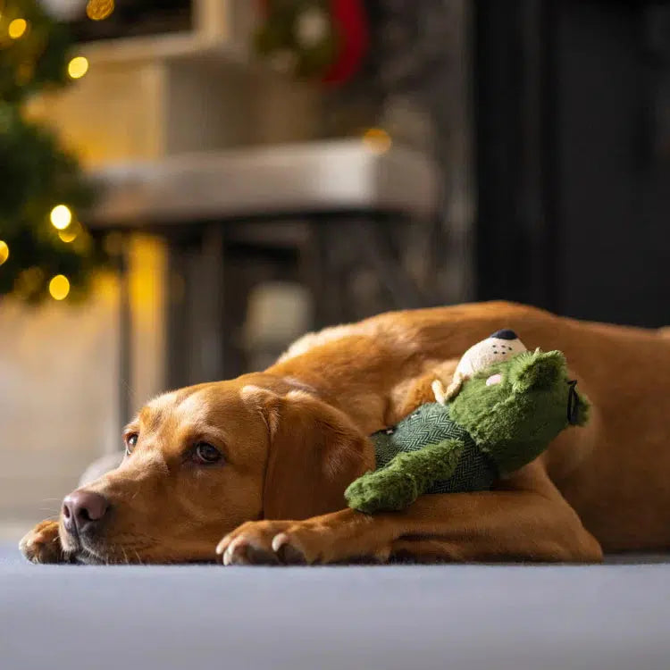 Forest Green Bear Dog Toy-Pettitt and Boo