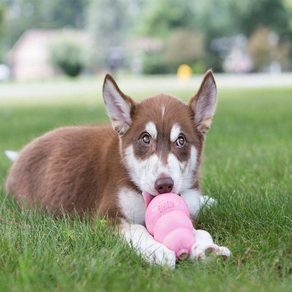 KONG Puppy Assorted-Pettitt and Boo