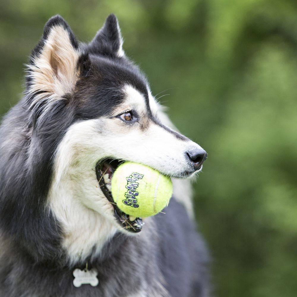 KONG Squeakair Ball Asst (XS-XL)-Pettitt and Boo